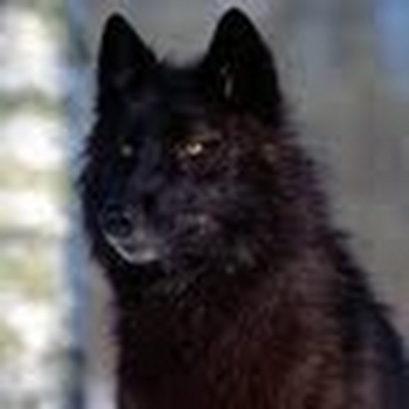 Meet your Posher, Screaming - Picture 1 of 1